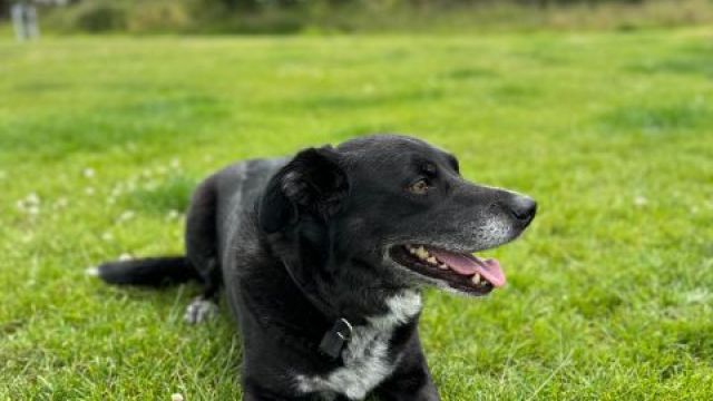 Pet Image